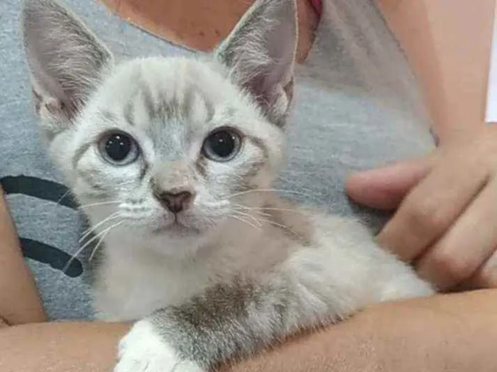 Gato ra a Srd idade 2 a 6 meses nome Maria