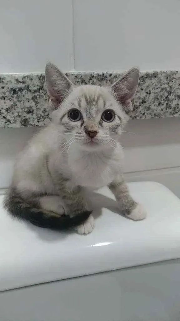 Gato ra a Srd idade 2 a 6 meses nome Maria