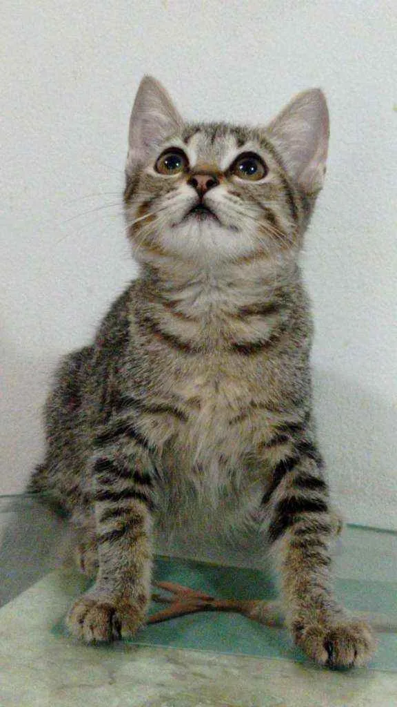 Gato ra a Srd idade 2 a 6 meses nome Meg