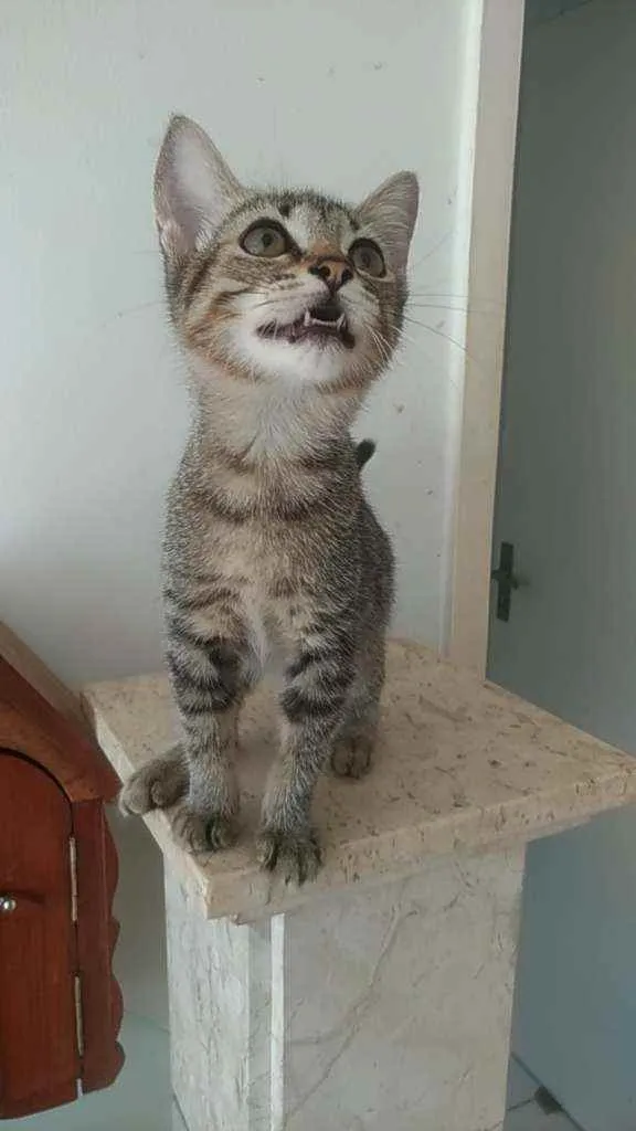 Gato ra a Srd idade 2 a 6 meses nome Meg