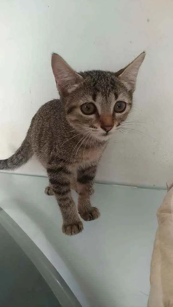 Gato ra a Srd idade 2 a 6 meses nome Meg