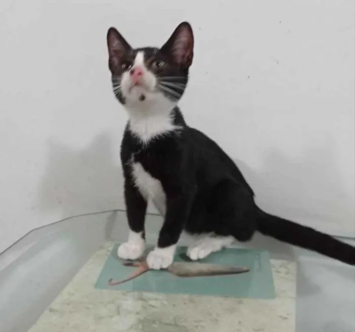 Gato ra a Srd idade 2 a 6 meses nome Anita
