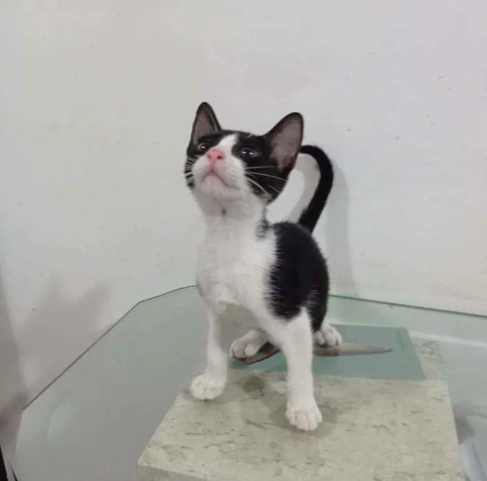 Gato ra a Srd idade 2 a 6 meses nome Alice