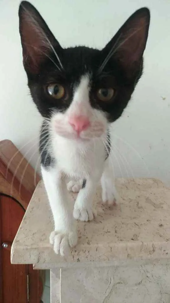 Gato ra a Srd idade 2 a 6 meses nome Alice