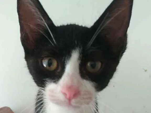 Gato ra a Srd idade 2 a 6 meses nome Alice