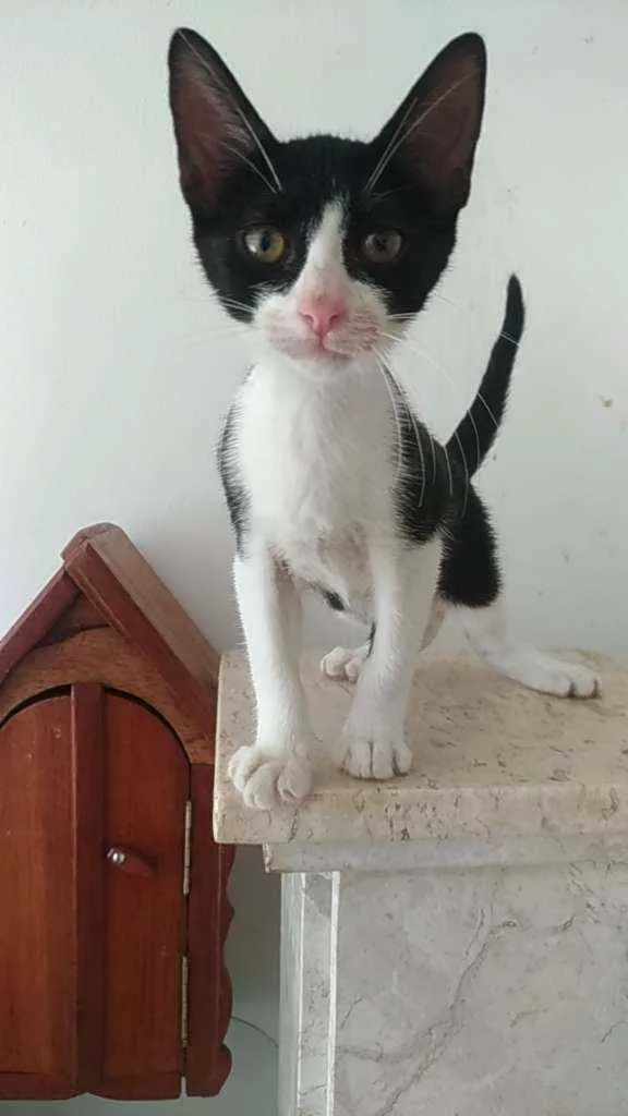 Gato ra a Srd idade 2 a 6 meses nome Alice