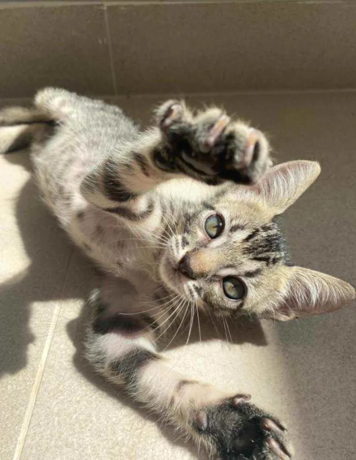Gato ra a Srd idade 2 a 6 meses nome Frodo