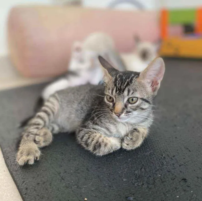 Gato ra a Srd idade 2 a 6 meses nome Maila