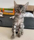Maila