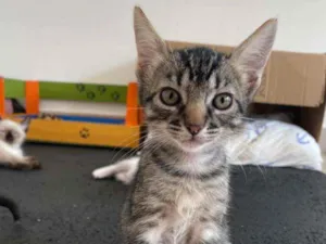 Gato raça Srd idade 2 a 6 meses nome Maila