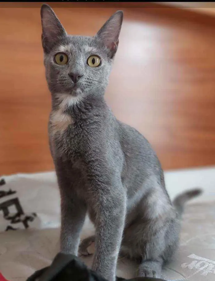 Gato ra a Srd idade 2 a 6 meses nome Kate