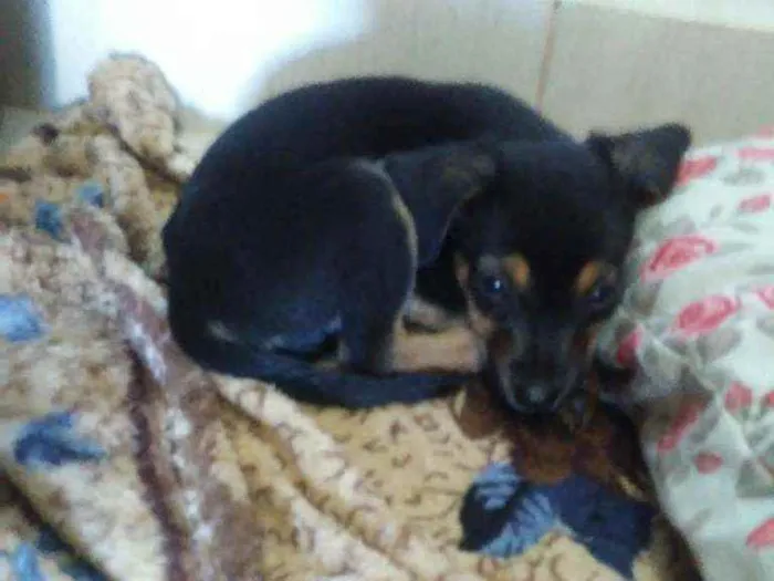 Cachorro ra a  idade Abaixo de 2 meses nome Não tem