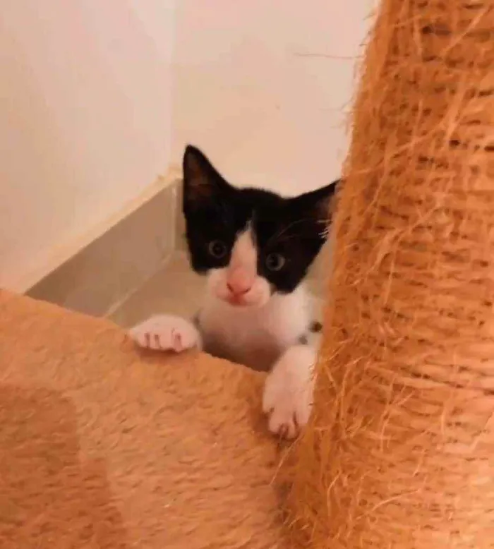Gato ra a Srd idade 2 a 6 meses nome Floc