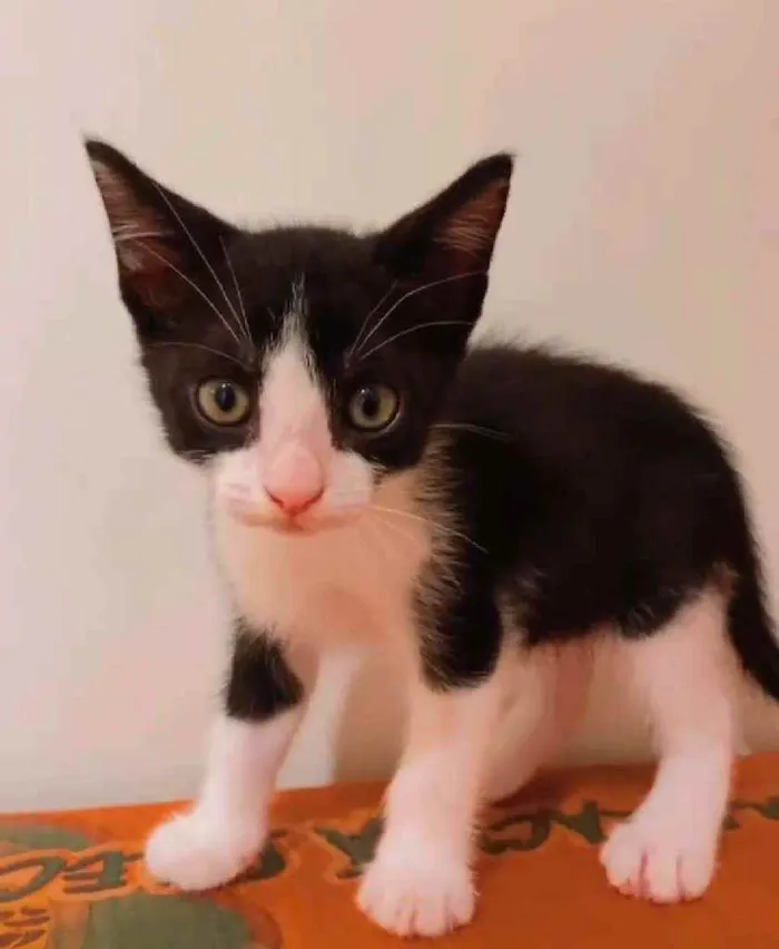 Gato ra a Srd idade 2 a 6 meses nome Floc