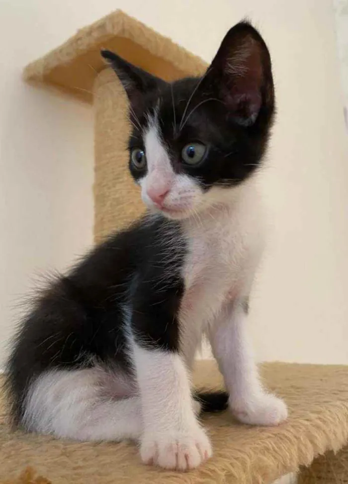 Gato ra a Srd idade 2 a 6 meses nome Floc