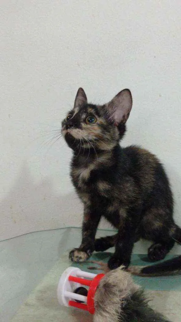 Gato ra a Srd idade 2 a 6 meses nome Maila