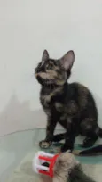 Maila
