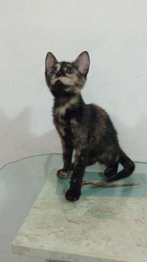 Gato ra a Srd idade 2 a 6 meses nome Maila