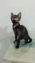 Maila