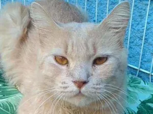 Gato raça Srd idade 3 anos nome Adria