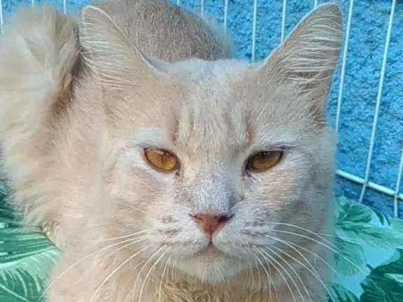 Gato ra a Srd idade 3 anos nome Adria