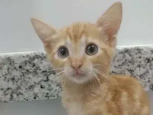 Gato raça Srd idade 2 a 6 meses nome Nala