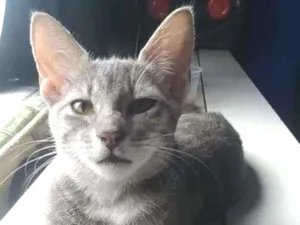 Gato raça Srd idade 2 a 6 meses nome Gita