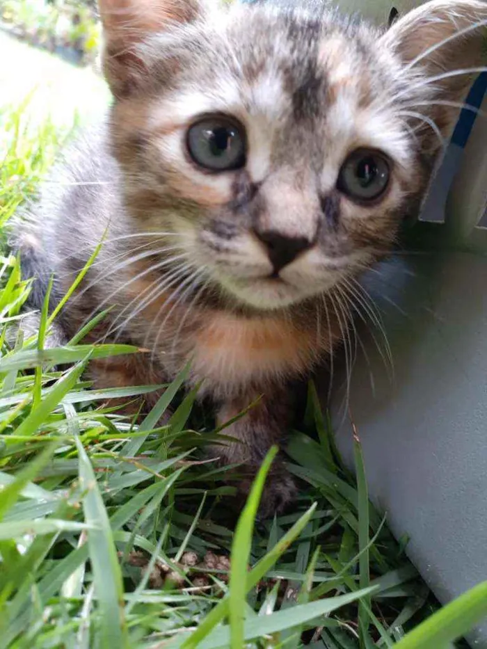 Gato ra a SRD idade 2 a 6 meses nome Gatinhas lindas