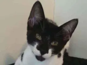 Gato raça Srd idade 2 a 6 meses nome Gigi