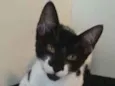 Gigi