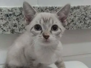 Gato raça Srd idade 2 a 6 meses nome Maria