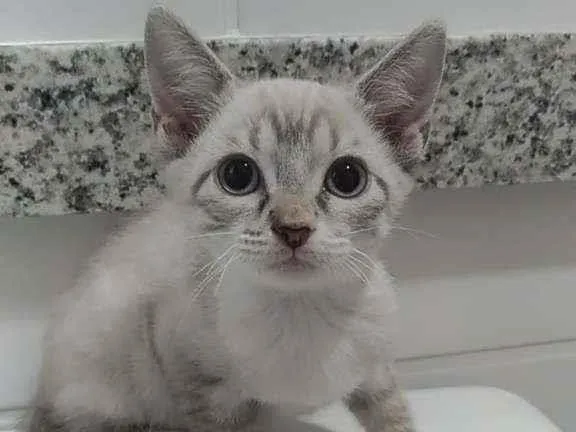 Gato ra a Srd idade 2 a 6 meses nome Maria