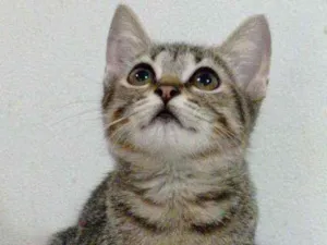 Gato raça Srd idade 2 a 6 meses nome Meg
