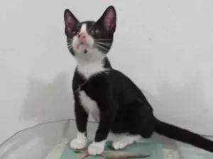 Gato raça Srd idade 2 a 6 meses nome Anita