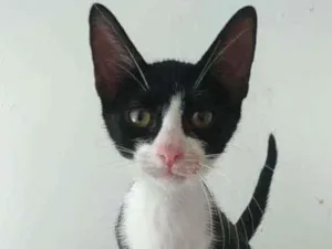 Gato raça Srd idade 2 a 6 meses nome Alice
