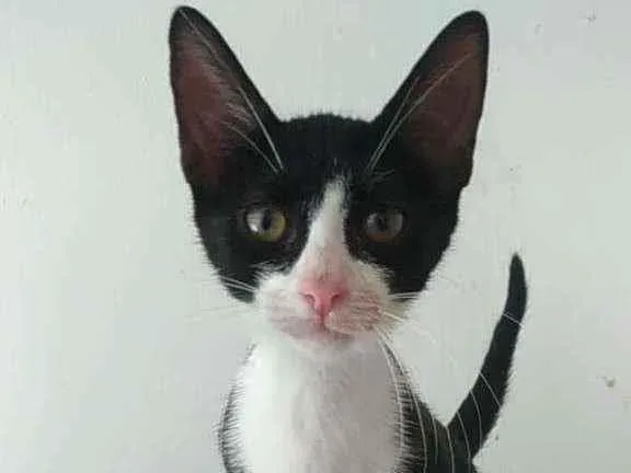 Gato ra a Srd idade 2 a 6 meses nome Alice