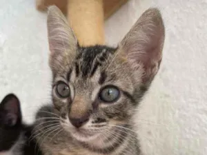 Gato raça Srd idade 2 a 6 meses nome Frodo