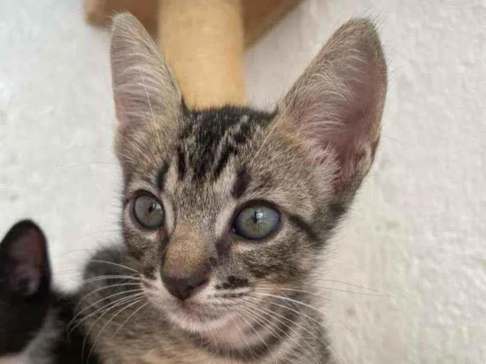 Gato ra a Srd idade 2 a 6 meses nome Frodo