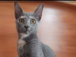 Gato raça Srd idade 2 a 6 meses nome Kate
