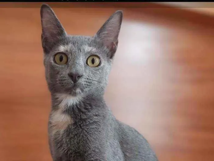 Gato ra a Srd idade 2 a 6 meses nome Kate