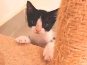 Gato raça Srd idade 2 a 6 meses nome Floc