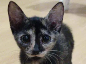 Gato raça Srd idade 2 a 6 meses nome Maila