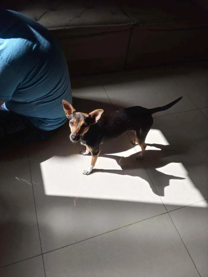 Cachorro ra a Pinscher N.2 idade 1 ano nome Belinha
