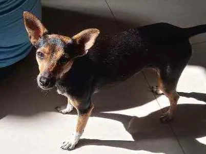 Cachorro ra a Pinscher N.2 idade 1 ano nome Belinha