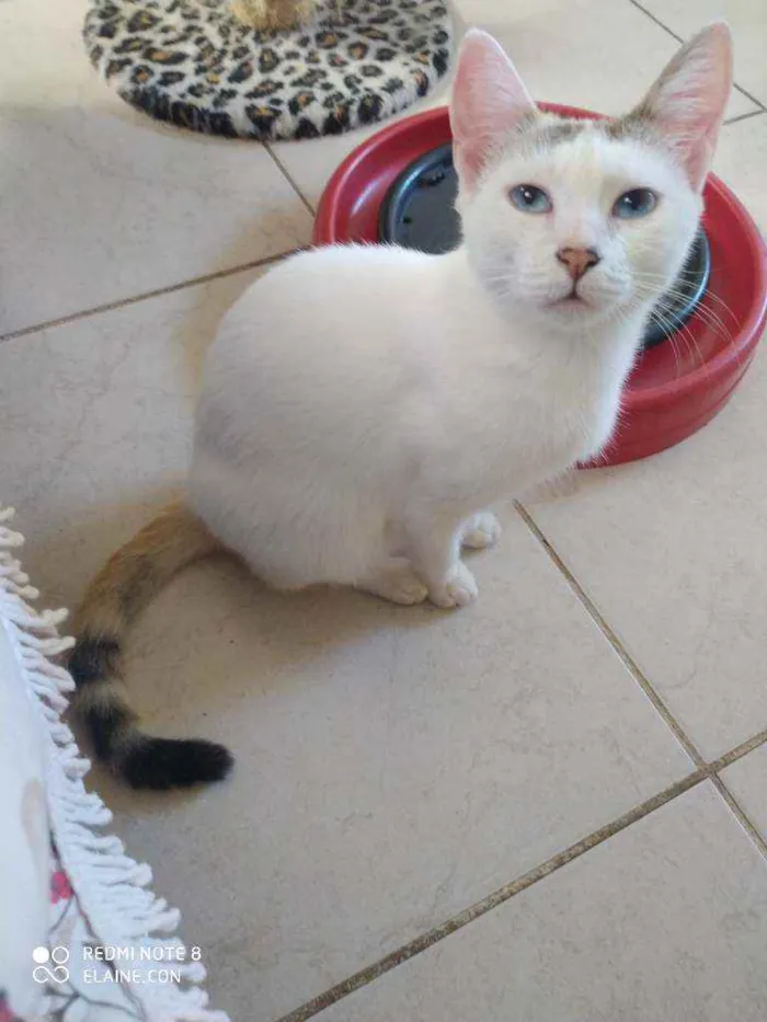 Gato ra a Srd idade 1 ano nome Franjinha