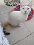 Franjinha
