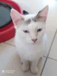 Franjinha