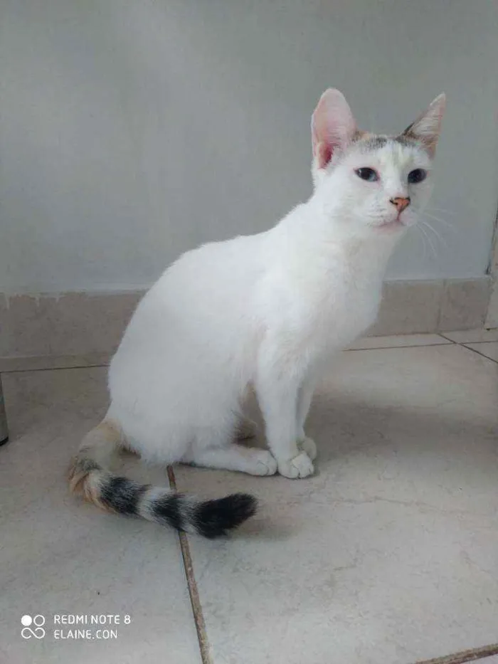 Gato ra a Srd idade 1 ano nome Franjinha