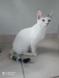 Franjinha