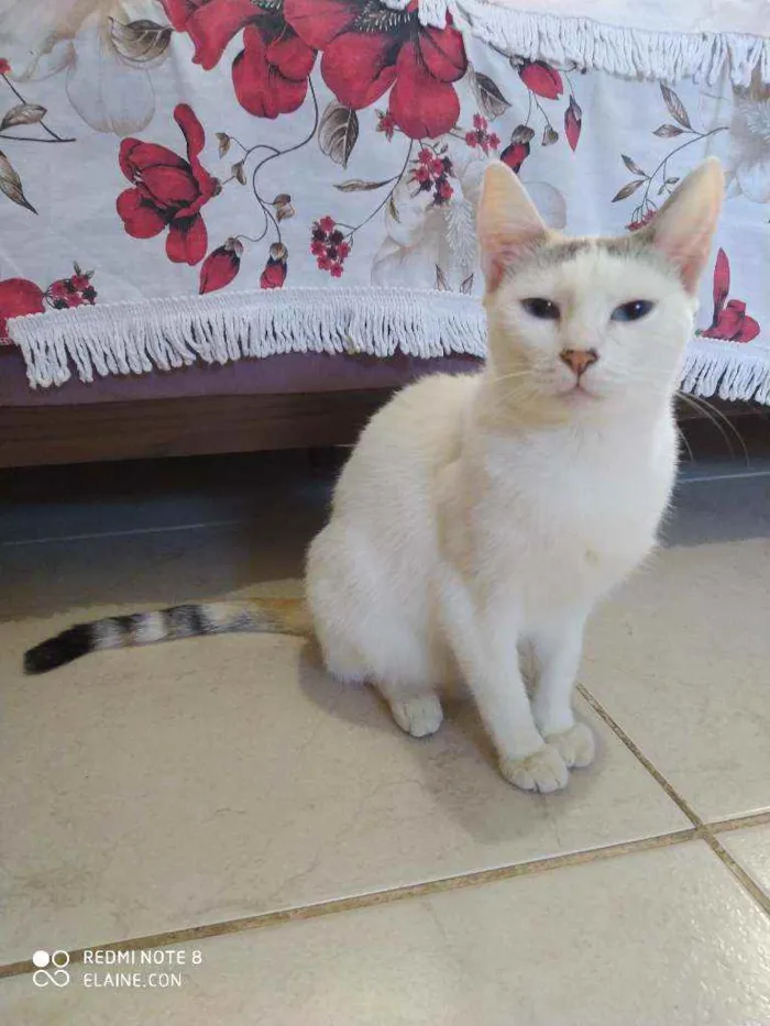 Gato ra a Srd idade 1 ano nome Franjinha